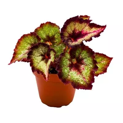 Harmony's Later Gator Begonia Rex 4 Inch Purple Band Long Tail • $24.99