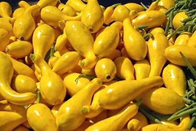 SQUASH Crookneck 10 Seeds Vegetable Garden ORGANIC Unusual HEIRLOOM Zucchini • $2