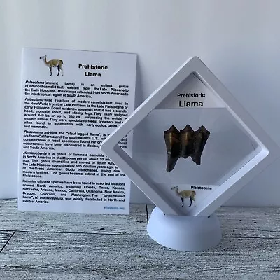 Prehistoric Llama Tooth Fossil In Display Case • $17.99