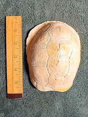 $1500 • Buy Fossilized Turtle Shell - Totally Intact - Musuem Quality