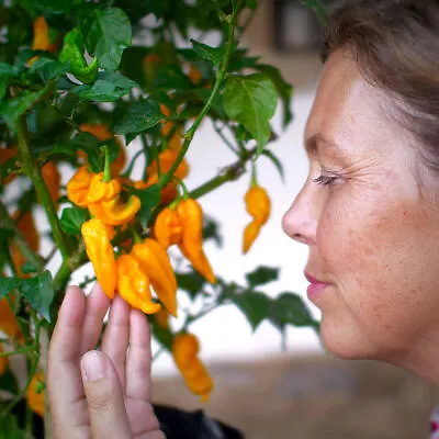 Chilli Plug Plants Super Early Double Your Crop Ready Now • £2.95