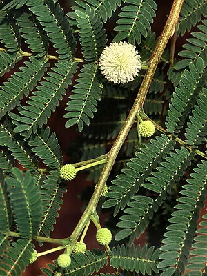 Leucaena Leucocephala LEAD TREE Seeds! • $4.99