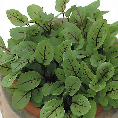 £1.85 • Buy Salad Leaf - Sorrel Red Veined - Kings Seeds Pictorial Pack - 200 Seeds