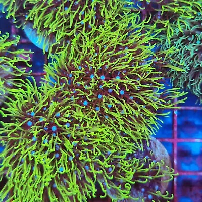 Bright Green Star Polyp Frag Gsp Live Soft Coral Reef Marine Tank Nano Aquarium • £9.95