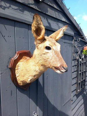 £145 • Buy Taxidermy Roe Deer Head Mount 
