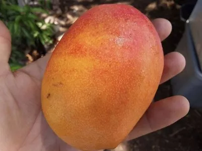 Southern Pride Mango Mangifera Live Fruit Plant Seedling (5in To 15in) • $28.99