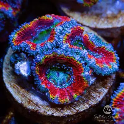 WA The Ringer Acan - Live Coral Frag • $54.99