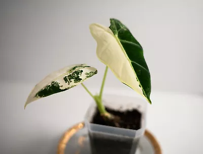Alocasia 'Frydek' Albo Variegated Houseplant - Exact Plant - Rare Plant • $55