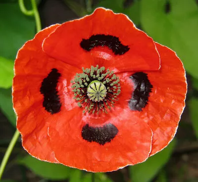 Flower –  Papaver Commutatum Poppy Ladybird- 1800 Premium Quality Seeds -1st   • £3.49