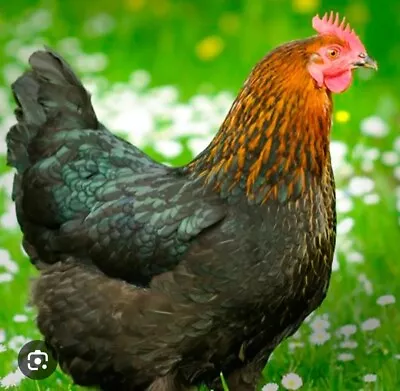 Black French Copper Maran Hatching Eggs X 6 • £18