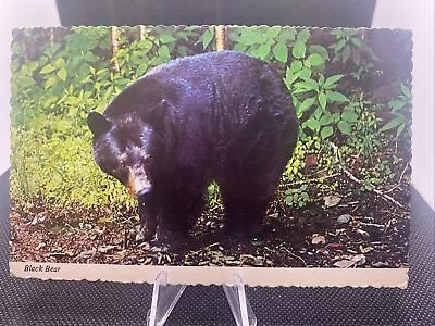 Animal Black Bear Vintage Postcard C1￼ • $4.40