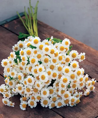 25 White Star Daisy Seeds - Feverfew • £2.39