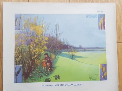 £5 • Buy VINTAGE 1930s School Print – Tree Flowers - Hazel And Willow Catkins By Dorothy