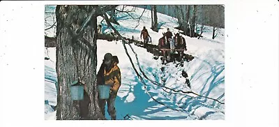 Vermont Maple Sugar Time Horses Wagon Gathering Sap Mid-century Postcard • $1.20