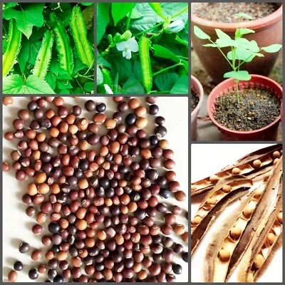 Dragon Bean/princess Bean/Winged Bean Seeds 100% Organic Vegetable-20 Seeds. • $1.99