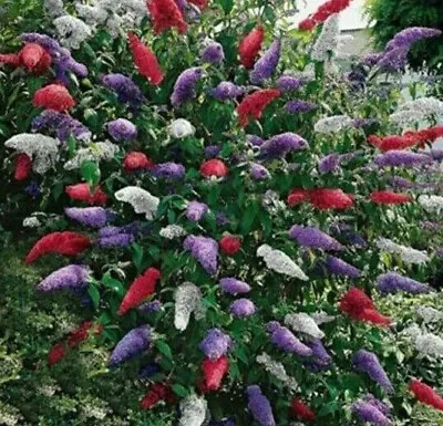 BUTTERFLY BUSH MIXED COLORS 350 SEEDS BUDDLEIA DAVIDII**beautifully Scented** • $3.79