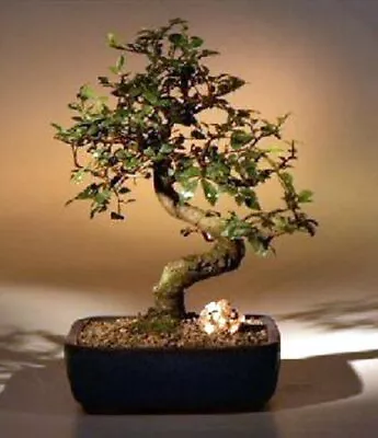 Curved Trunk Indoor Chinese Elm Bonsai Tree 10 Years Old  • $109.99