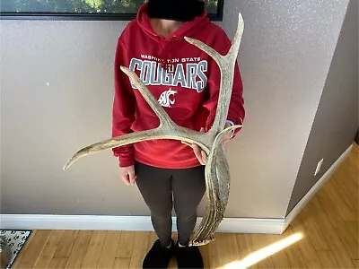 BIG Whitetail Deer Antler Shed Wild Horns Elk Trophy Antlers Sheds 5pt Decor 75” • $149.99