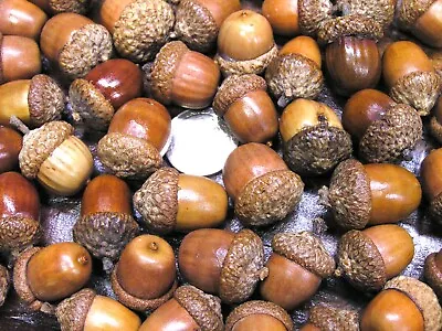 47 Dried Acorns With Caps For Fall Crafts Real Acorns Natural Finish Set 110 • $21.89