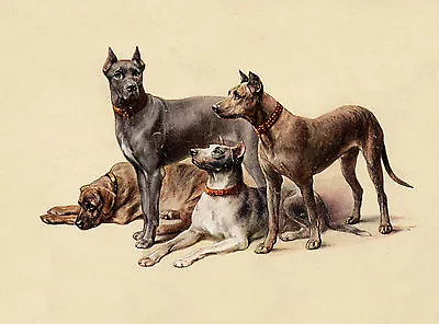 Great Dane Group Of Dogs Great Vintage Style Dog Greetings Note Card • $3.11