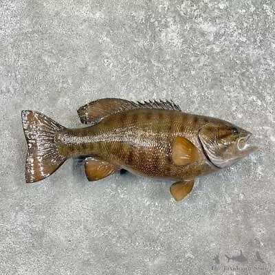 #27541 WC | 20  Smallmouth Bass Freshwater Taxidermy Fish Mount For Sale • $975