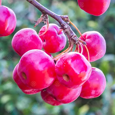 Malus 'Red Sentinel | Flowering Crab Apple Tree | Ornamental Tree | 5-6ft • £79.99