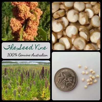 $4 • Buy 1000+ ORGANIC QUINOA SEEDS (Chenopodium Quinoa) NON GMO Gluten Free Vegan Diet