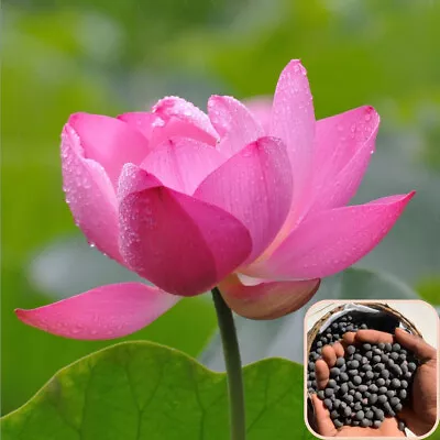 20 Pink Lotus Seeds Nelumbo Nucifera Water Lilly Flower Seeds Germination • £7.72