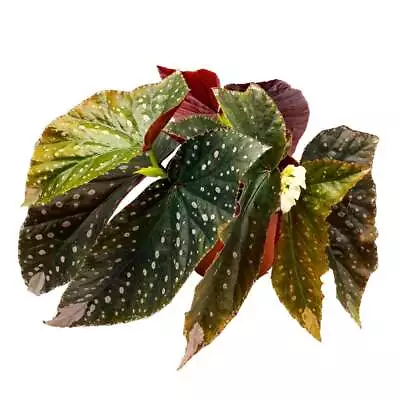 Harmony's Obsidian Monarch Angel Wing Cane Begonia 6 Inch Premium Hybrid • $299.99