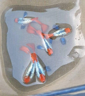 $35 • Buy 1 Pair Live Guppy Fish - Koi Platinum Red Tail Dumbo Ear (PRTDE) - G1