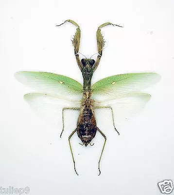 Mantidae - Mantis - Hierodula Venosa (f) - Green Form - East Java Indonesia • $8.98