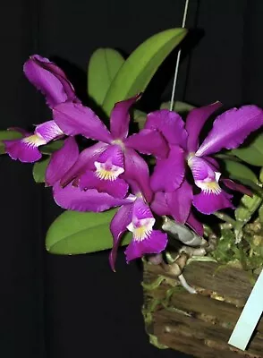 $12.50 • Buy Cattleya Memoria Hiromi Nishii