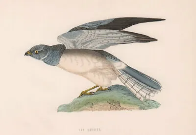 £12.99 • Buy Hen Harrier. Morris's British Birds. Antique Colour Print 1870 Old