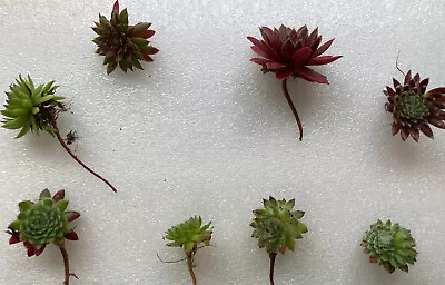 Sempervivum Collection 10 X Named Cuttings Rockery Plants Fairy Garden Succulent • £11.97
