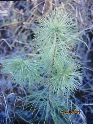 Spring Sale  ! 25  White Pine Seedlings 6-10 Inch  Tall  Bare Root Transplants • $23.99