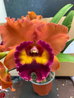 $120 • Buy Quality Cattleya Flowering Division . Rlc. Tzeng Wen Sunset  Orchis 