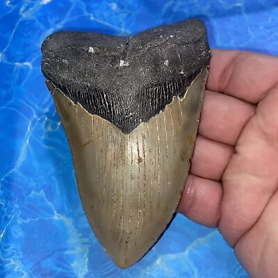 Megalodon Shark Tooth 5.00” Huge Teeth Meg Scuba Diver Direct Fossil Nc 2915 • $64.50