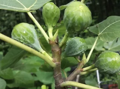 Fig Tree Live Plant • $11.99