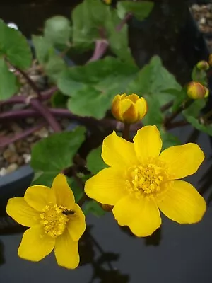 Caltha Palustris Marsh Marigold - Pond Plants Water Lilies Lily  UK Native • £5.99