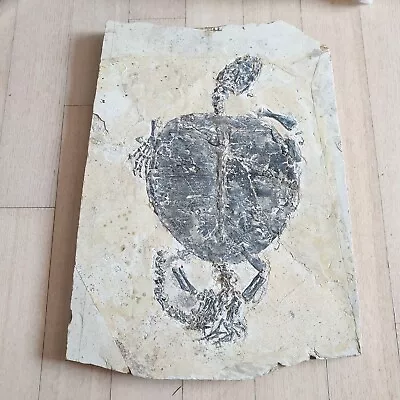 $6000 • Buy Extremly Rare Monster Size Manchurochelys Turtle Fossil 40cm(15.74inch)