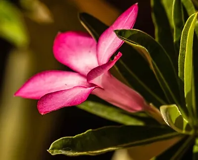 Adenium Obesum Subs. Somalense - Rosa Of The Desert Of Somalia (1 Plant Vq7) • $59.84