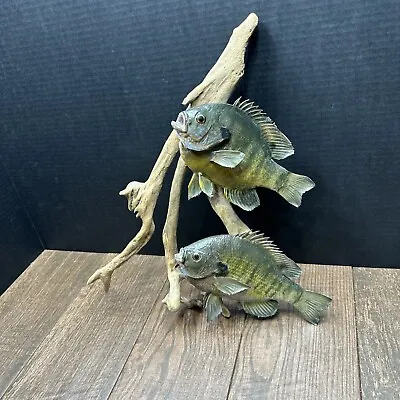 Bluegill Double Taxidermy Mount Fishing Mount • $237.50