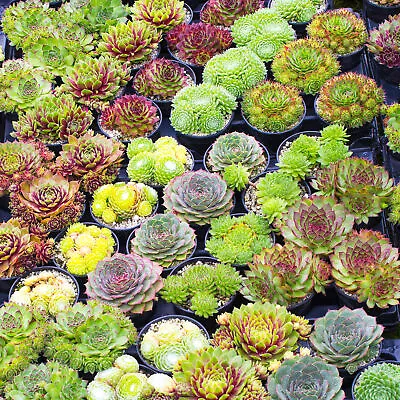 Sempervivum Mix - 5 Plants | Houseleek 5-15cm Potted Succulent Plants For Sale • £13.99
