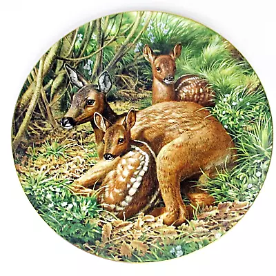 Keeping Watch: Roe Deer - Coalport 27cm Collector Plate - Numbered Limited Ed. • £5.99