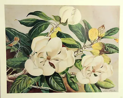 Magnolia Flower Picture Floral Still Life  Print 16x20 • $16.95