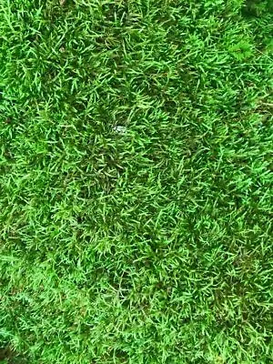 Live Moss Combo 6 X 6 In Of Sheet Moss 3 In Diam Cushion Moss And 4oz Peat Moss • $35.95