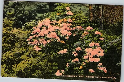 Vintage Posted Pocono Mountains Pennsylvania Mountain Laurel In Bloom A21 • $4
