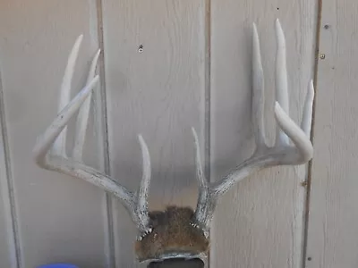 5x5 WHITETAIL DEER RACK Antlers Mule Mount Taxidermy Elk Cape Moose • $60