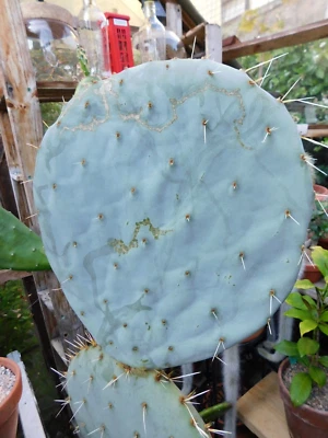 £12 • Buy Robusta Opuntia Large Pad Cactus