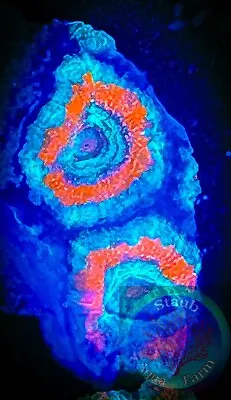 SAF~ ‘WYSIWYG”Green/red Acan Coral Frag Colony Live Coral LSP Lord Micro • $24.99